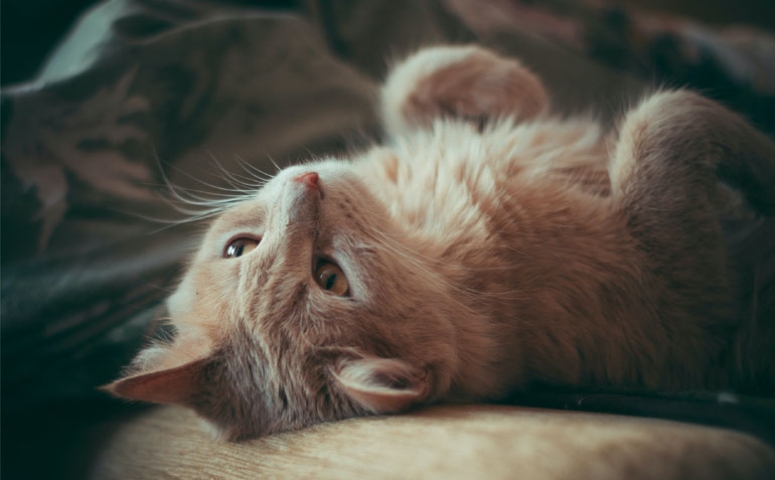 قطة شيرازي هافان للتبني