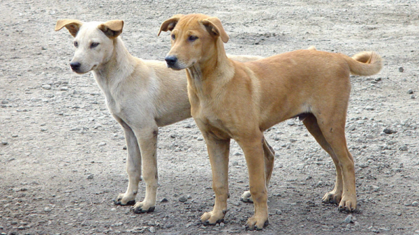 الأولى من نوعها .. خطّة لإنهاء مشكلة الكلاب الضالّة في الزرقاء الأولى من نوعها .. خطّة لإنهاء مشكلة الكلاب الضالّة في الزرقاء