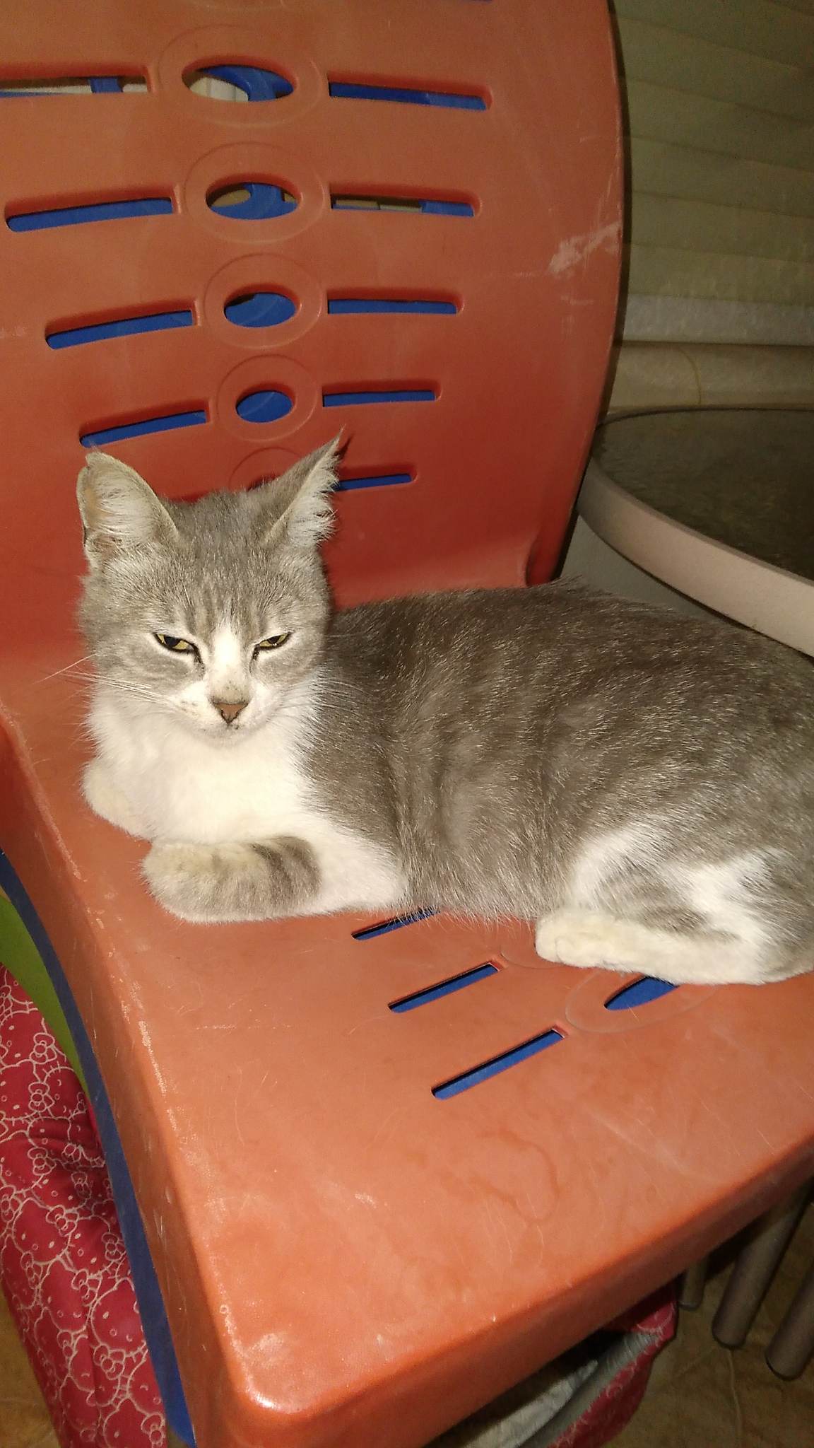 ٤ قطط للتبني