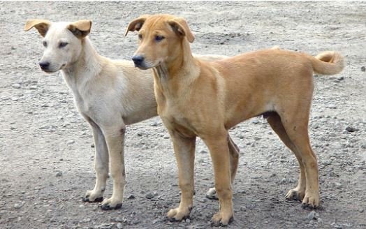 “خطة تنفيذية” لإنهاء مشكلة الكلاب الضالّة في الزرقاء