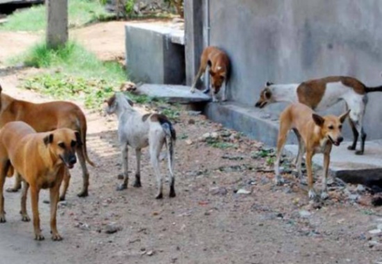 The Mayor of Zarqa announces the start of the second phase of combating “stray dogs.”