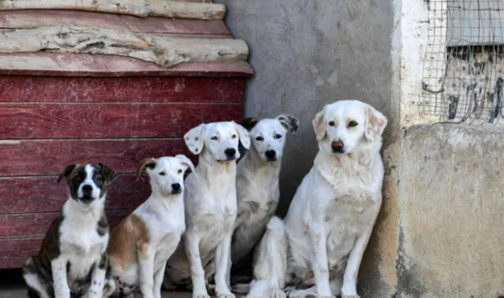الجبور: الزرقاء تخصص أرضاً كمأوى لإعادة تأهيل الكلاب الضالة