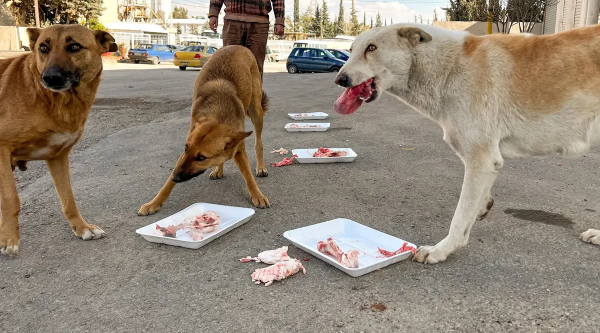 دراسة تخصص أرض لإيواء الكلاب الضالة وإطعامها في الزرقاء