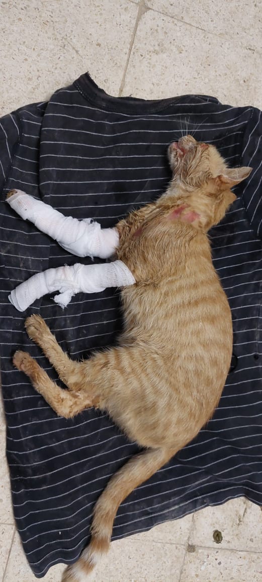 قط تعرض للدهس