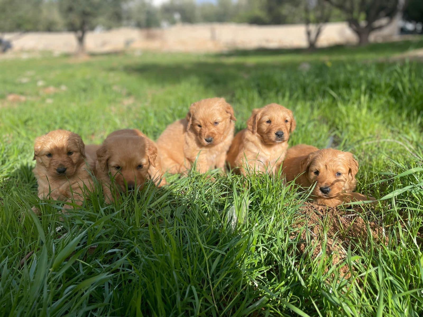 جولدن ريتريفر