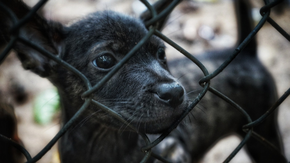 جمعية عناية تحذر من تفاقم ظاهرة الكلاب الضالة نتيجة تأخير تخصيص أراض لها