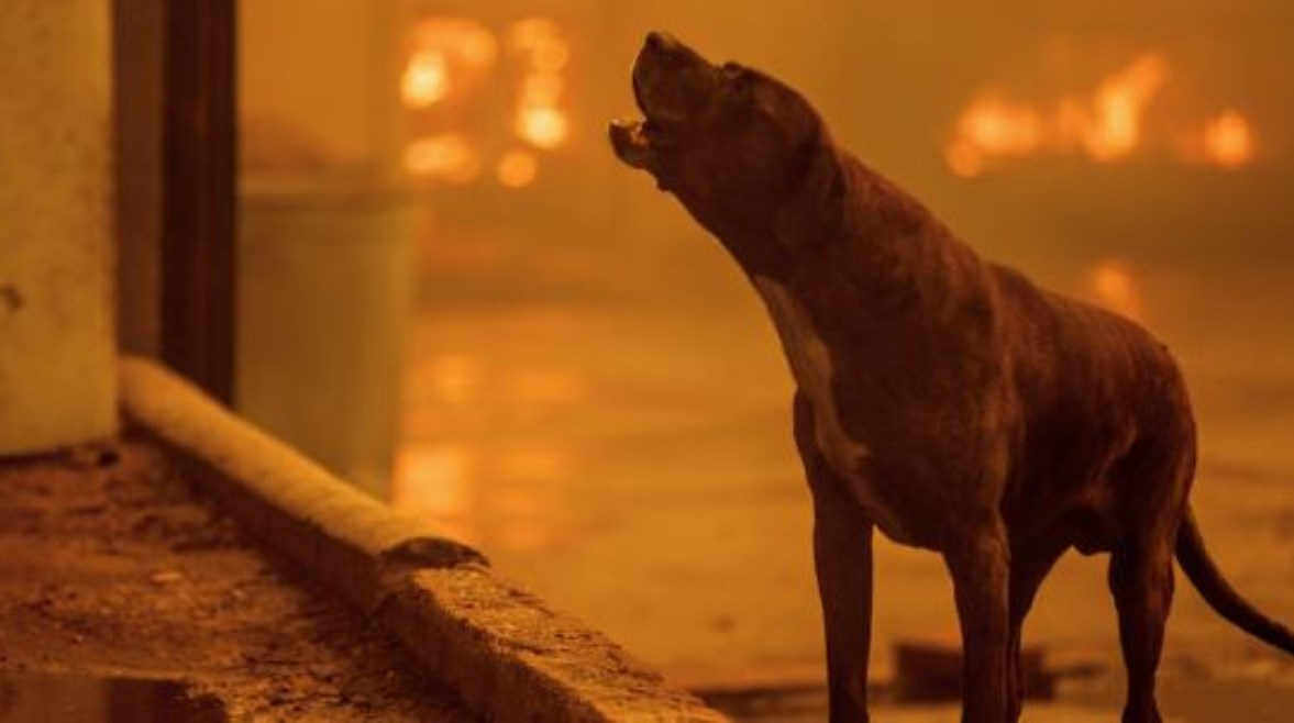 “سفينة نوح” تنقذ مئات الحيوانات من حرائق لوس أنجلوس