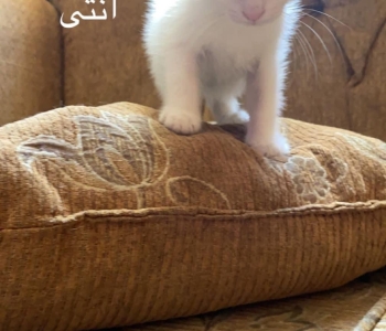 اربع قطط للتبني