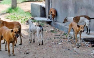 The Mayor of Zarqa announces the start of the second phase of combating “stray dogs.”