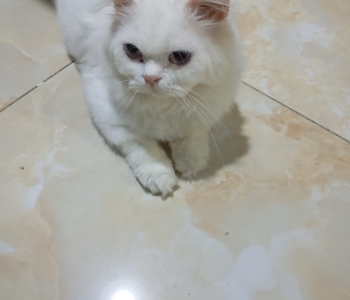 عمان