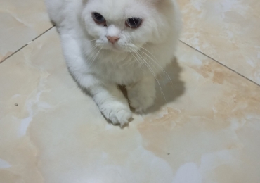 عمان