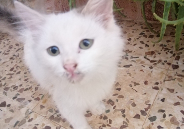 مادبا