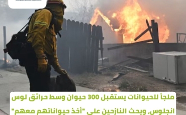 ملجأ للحيوانات يستقبل 300 حيوان وسط حرائق لوس أنجلوس، ويحث النازحين على “أخذ حيواناتهم معهم”