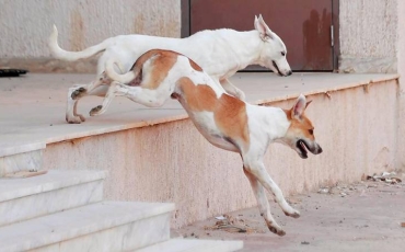 Starting the second phase of stray dog control in Zarqa