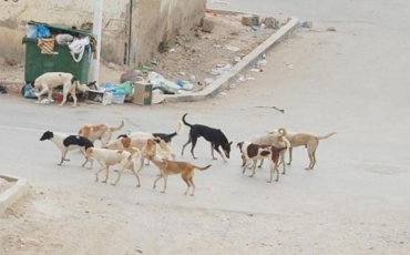 Zarqa has allocated land as a shelter for rehabilitating stray dogs.